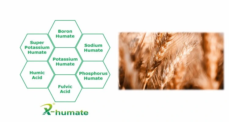 Biostimulant Seaweed Extract Fertilizer for Agriculture